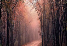 关于赛地聚焦：CBA常规赛窗口期热度飙升，波尔图单刀错失，引发热议，阵容厚度经受考验的信息